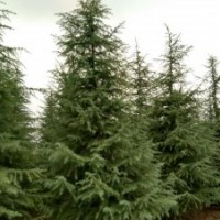 2米雪松价格在南京多少钱一颗？