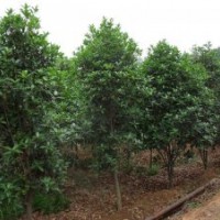 南京20公分雪松小苗价格 南京3米雪松一级苗价格