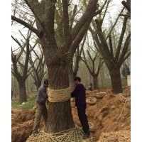 银杏树产地|银杏树|兴隆银杏(多图)