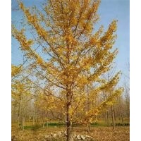 19公分银杏树苗价格,银杏树苗价格,兴隆银杏(查看)