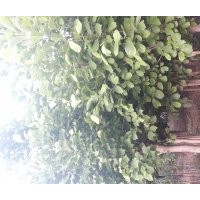 大量出售玉兰，电话15966192988质量一级