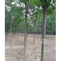 供应10公分楸树