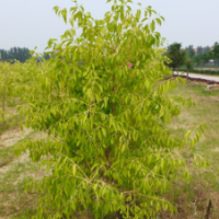 红枫种苗产品销售批发