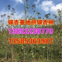 银杏树苗价格,兴隆银杏,18公分银杏树苗价格