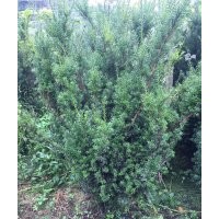 供应曼地亚红豆杉树、曼地亚红豆杉小苗、曼地亚红豆杉树根
