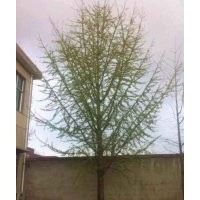 2017秋季银杏树最新价格