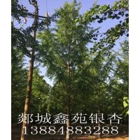 银杏！银杏树！！樱花！！