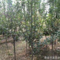 自家西府海棠出售西府海棠供应低价销售西府海棠