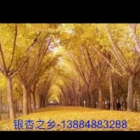银杏树秋季震撼价