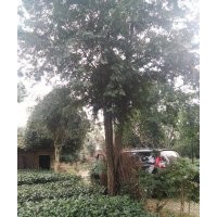 四川红豆杉，雅安红豆杉，红豆杉基地