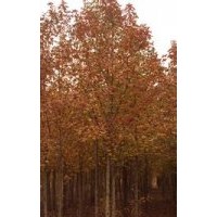 提供胸径10公分14公分18公分枫香价格