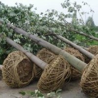 今年胸径13公分马褂木价格现在马褂木价格