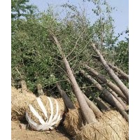 专供25公分银杏树