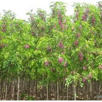 胸径3公分红花槐