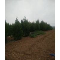 0.5-5.5米侧柏大量供应