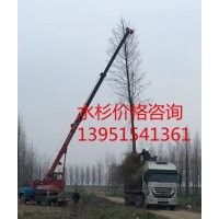 供应18公分水杉 水杉价格