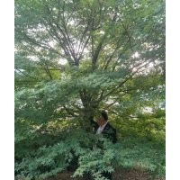 鸡爪槭红枫、精品羽毛枫