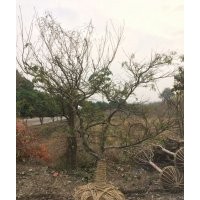 供鸡爪槭红枫红梅罗汉松羽毛枫垂丝海棠大规格