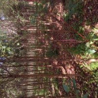 中宇苗木供应女贞银杏枇杷水杉栾树黄杨柿子紫薇