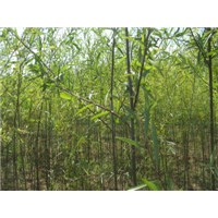 供应垂柳 新疆杨 油松等