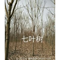 七叶树8 9 10公分 河南鄢陵货源