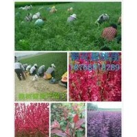 专供金叶丝棉木，海棠，国王枫，国槐苗，栾树苗，腊梅苗