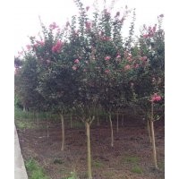 四川成都高杆紫薇基地紫薇价格紫薇直销15公分紫薇报价
