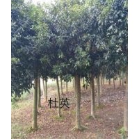 2-20公分桂花、香樟，2-15公分紫薇、杜英