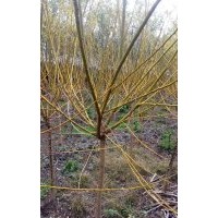 3至5公分美人梅，2至3公分美国红枫，2公分五角枫小苗