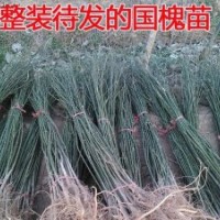 供应绿化用国槐