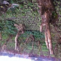 出售紫薇大桩拆迁赔偿用的