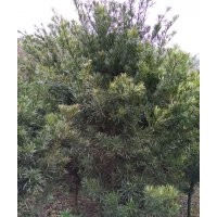 供应樱花、红豆杉、羽毛枫、罗汉松等