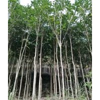 大量供应金桂、丹桂苗木