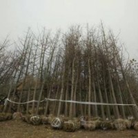 供28-30公分银杏树 -价格