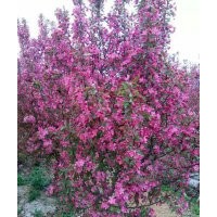 北美海棠 招手碧桃 竹柳