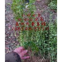 40公分小叶女贞价格45-50公分高小叶女贞价格