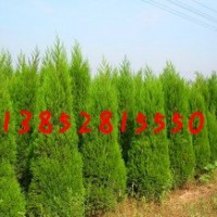 1米5蜀桧价格150公分-2米高蜀桧价格