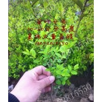 50公分金叶女贞价格，30-40公分金叶女贞价格