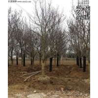 苗圃直销2-15公分白玉兰