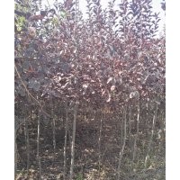 低价出售金叶榆4-5公分2000棵,紫叶稠李2-4公分10000棵,红叶李4公