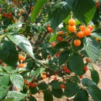 北京绿化苗木樱桃