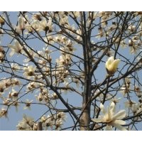 南京杨兵苗圃雪松高广玉兰白玉兰红叶石楠---