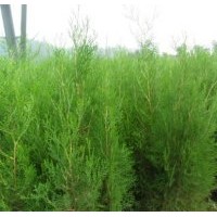 北京侧柏苗木出售