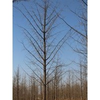 25公分银杏树价格_25公分银杏树_兴隆银杏(图)