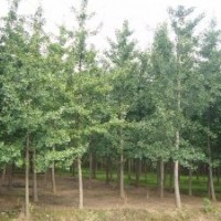 北京绿化苗木银杏树7-8公分出售