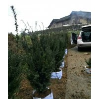 四川红豆杉，曼地亚红豆杉专供