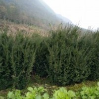 四川曼地亚红豆杉大小苗