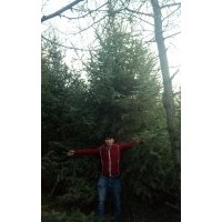 大量出售1-6米云杉