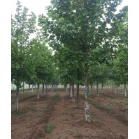 法桐 白蜡 国槐 南北栾 五角枫 垂柳 造型法桐 1-3冠