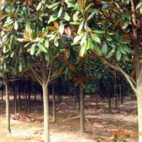 南京雪松价格 广玉兰价格 红叶石楠价格行情信息